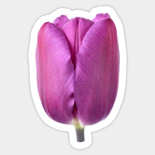 Tulipa  &#39;Purple Flag&#39;    Triumph Tulip Sticker